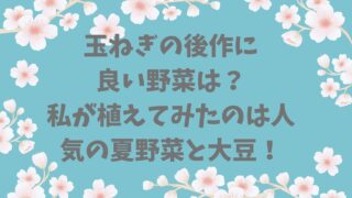 玉ねぎの後作に良い野菜は？私が植えてみたのは人気の夏野菜
