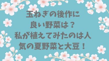 玉ねぎの後作に良い野菜は？私が植えてみたのは人気の夏野菜