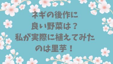 ネギの後作に良い野菜は？私が実際に植えてみたのは里芋！