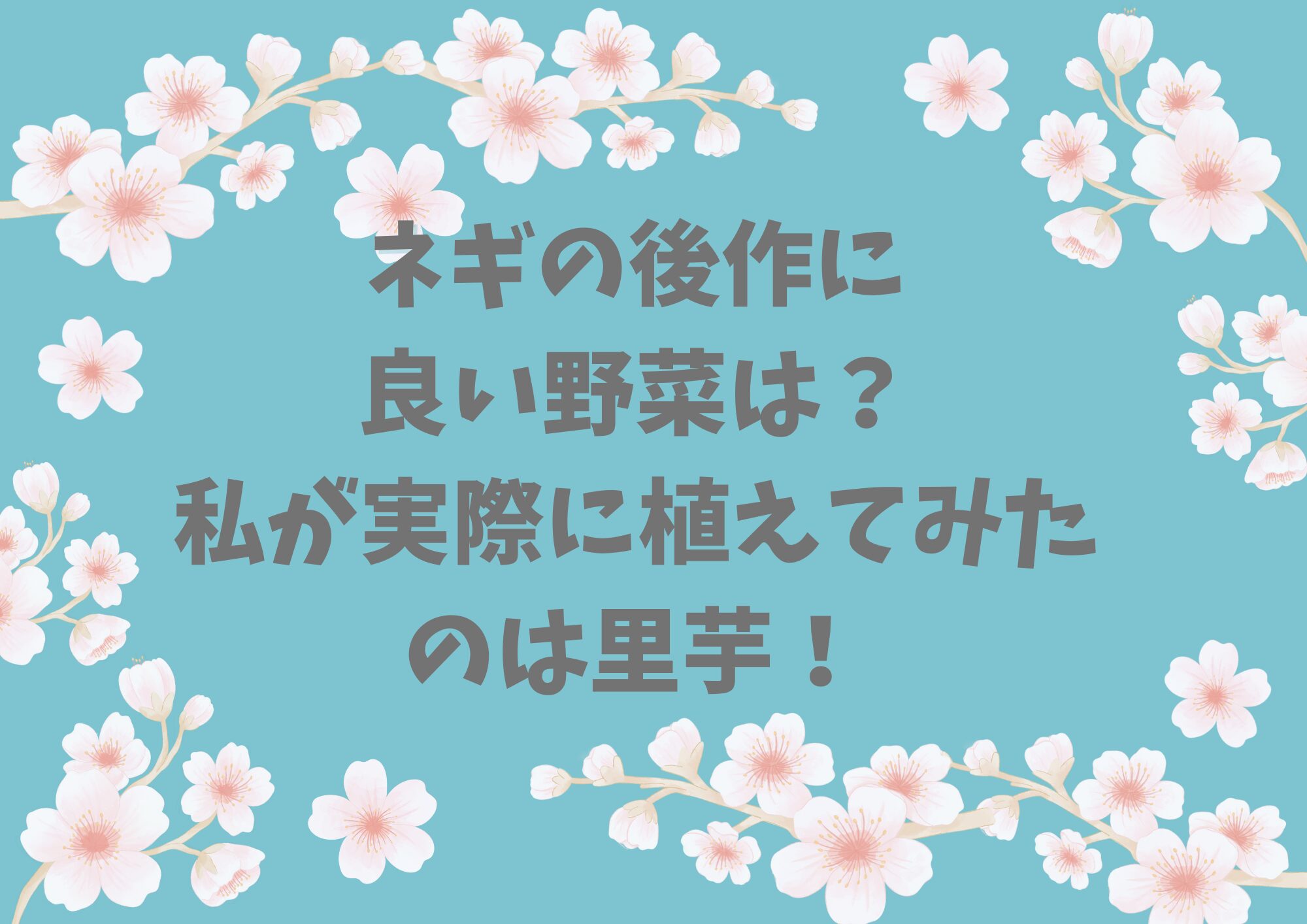 ネギの後作に良い野菜は？私が実際に植えてみたのは里芋！