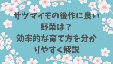 サツマイモの後作に良い野菜は？効率的な育て方を分かりやすく解説