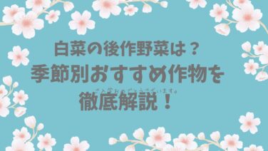 白菜の後作に良い野菜は？季節別おすすめ作物を徹底解説！